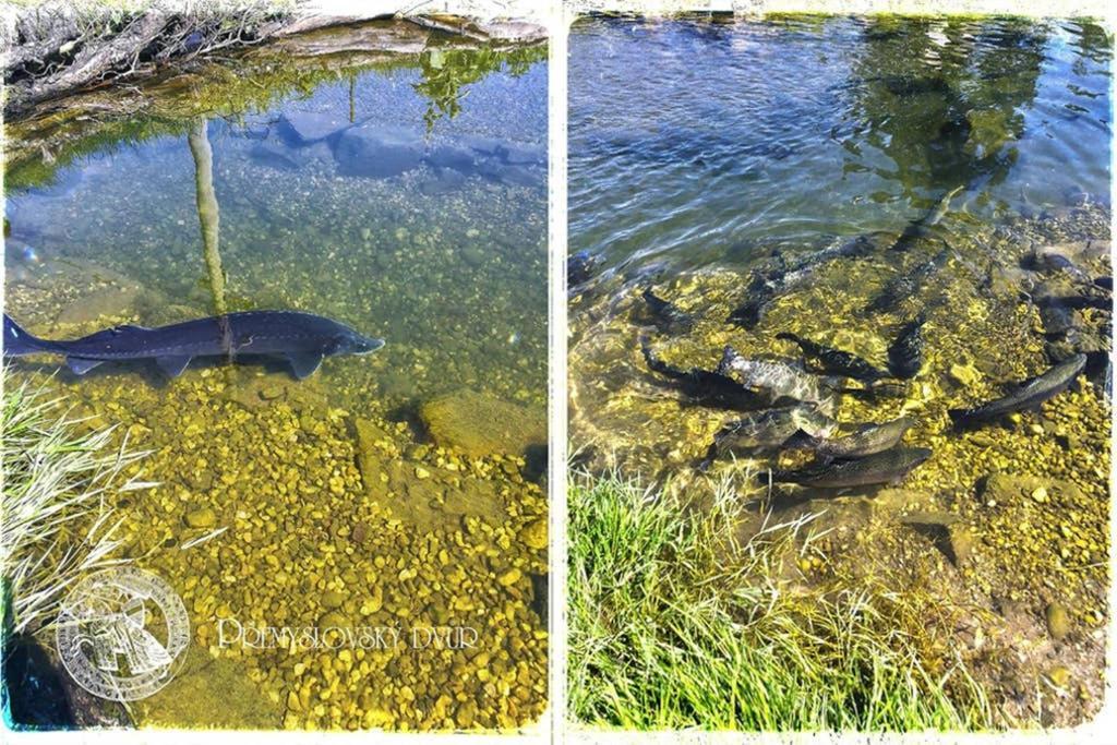 Premyslovsky Dvur Διαμέρισμα Slezske Pavlovice Εξωτερικό φωτογραφία
